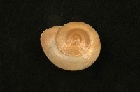 藏品(拉馬克鼈甲蝸牛)的圖片